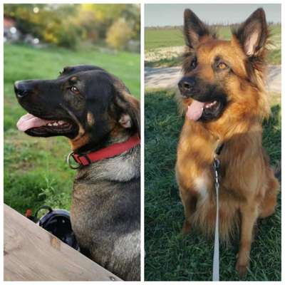 Mischlinge raten - Rätselspaß-Beitrag-Bild