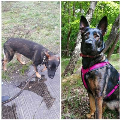 Mischlingshunde Foto Aufruf-Beitrag-Bild