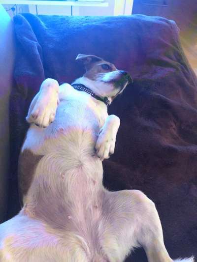 Dansky (Dansk-Svensk Gårdshund)-Beitrag-Bild