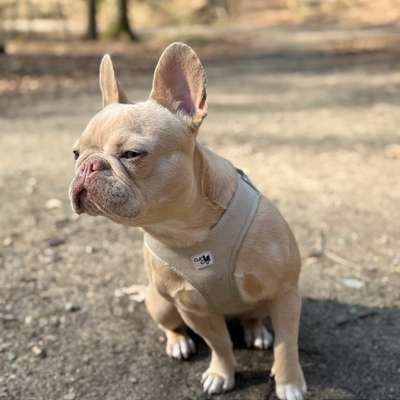 Hundetreffen-Bullies oder mittelgroße Hunde zum Spielen gesucht 🐕-Bild