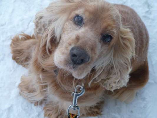 CHALLENGE NR. 19 - Der Hundeblick-Beitrag-Bild