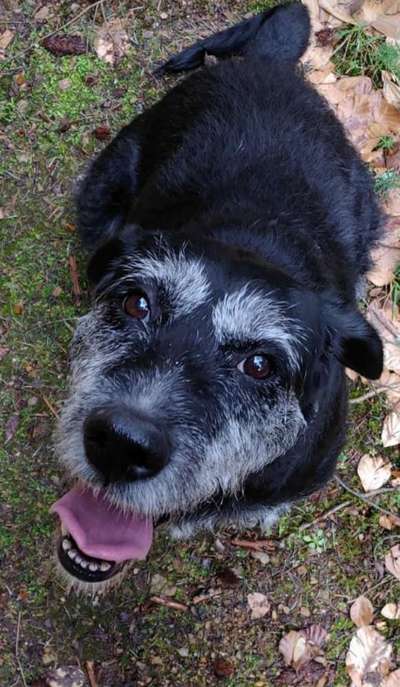 CHALLENGE NR. 19 - Der Hundeblick-Beitrag-Bild