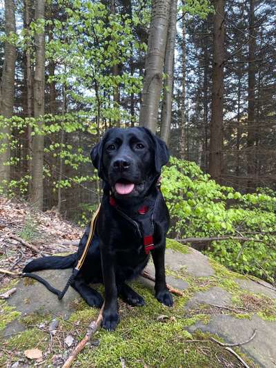 Dogorama Photo Challenge - Steine/Felsen-Beitrag-Bild