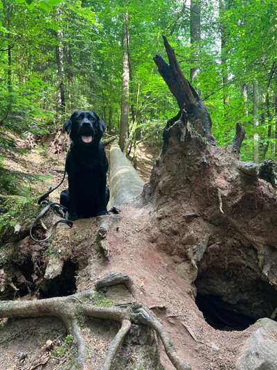 Dogorama Photo Challenge- Wurzeln-Beitrag-Bild