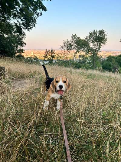 Hundetreffen-Spielfreund Nähe 17. Bezirk gesucht:)-Bild