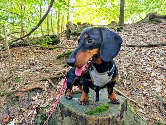 Hundetreffen-Gassirunde mit Dante-Bild