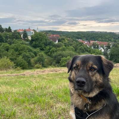 Hundetreffen-Sozialkontakt/ Spielen nachrangig-Bild