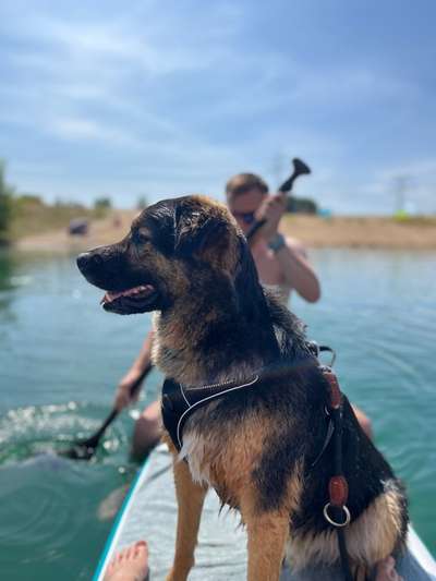 Hundetreffen-Hundebegegnungen normalisieren/ akzeptieren-Bild