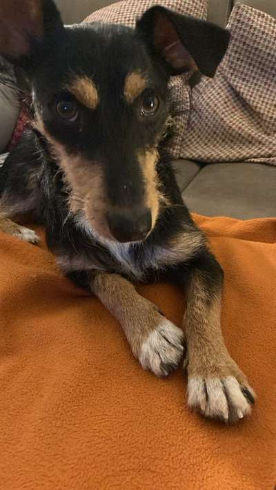 Hundetreffen-Gemeinsam Spazieren gehen und spielen-Bild