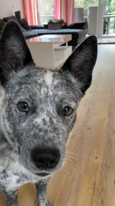Australian Cattle Dog-Beitrag-Bild