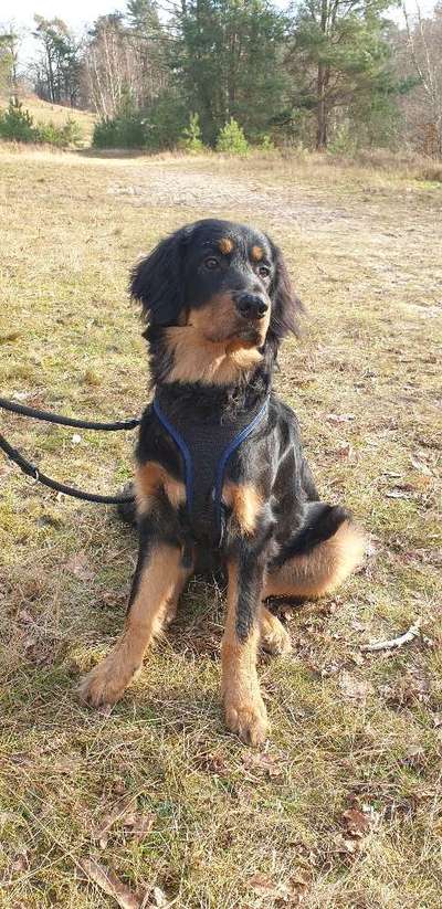 Hovawart-Beitrag-Bild