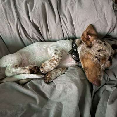 Hundetreffen-Hunde treffen-Bild