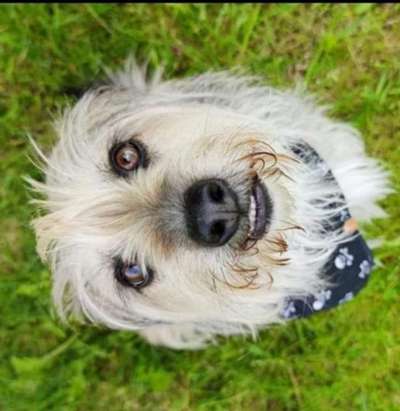 Die Dogorama Kalender Challenge Titelbild-Beitrag-Bild