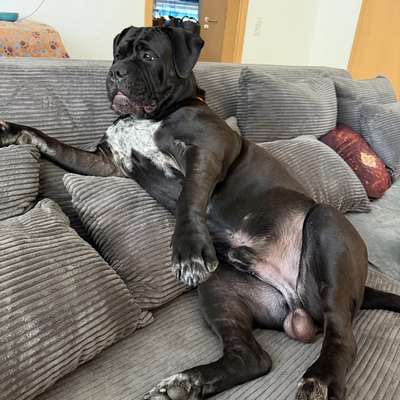 Hundetreffen-Hallo ich bin Berry 1(1/2) Jahre alt und suche einen Spielpartner in meiner Größe am besten (35kg+)-Bild