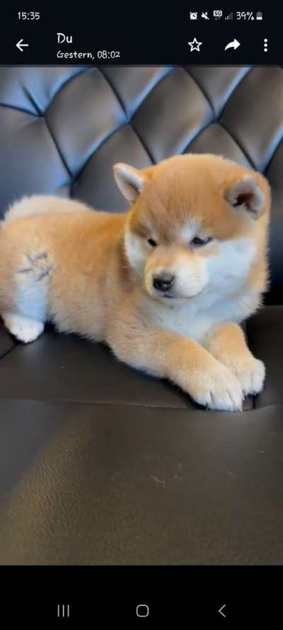 Wie seid ihr zu eurem Welpen gekommen?-Beitrag-Bild