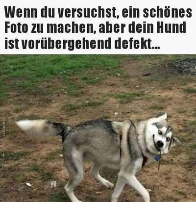 Hunde Memes-Beitrag-Bild