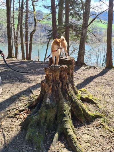 31. Collagen Challenge - Bänke/ Steine /Baumstümpfe-Beitrag-Bild