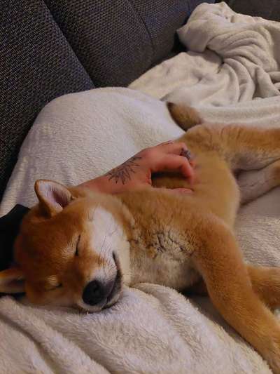 Vom Welpen zum Hund-Beitrag-Bild