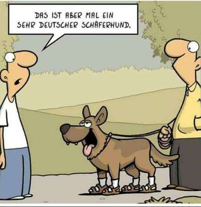 Hunde Memes-Beitrag-Bild