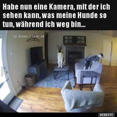 Hunde Memes-Beitrag-Bild