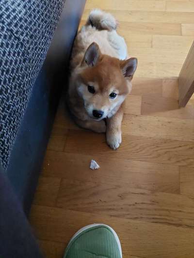 Welpen Bilder !-Beitrag-Bild