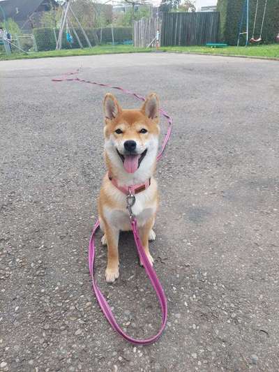 Welpen Bilder !-Beitrag-Bild