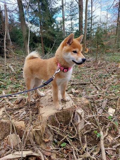 Shiba Inu Erfahrungen?-Beitrag-Bild