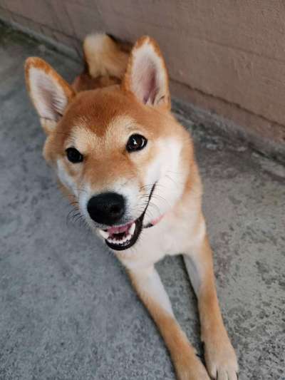 Vom Welpen zum Hund-Beitrag-Bild