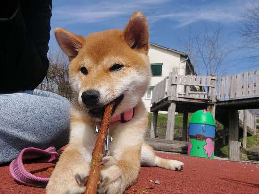 Shiba - Eltern-Beitrag-Bild