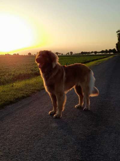 Die Dogorama Wochen Challenge-Beitrag-Bild