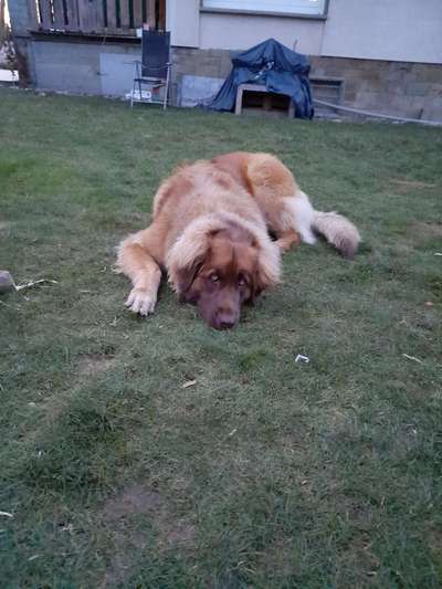 Seltene Rassen!-Beitrag-Bild