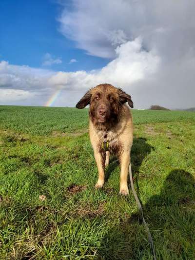 Hund im Regen☔🌬️🌧️-Beitrag-Bild