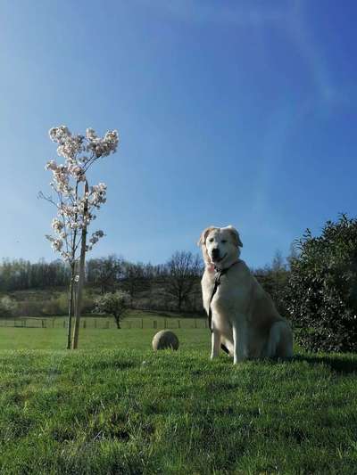 Auslandstierschutz-Beitrag-Bild