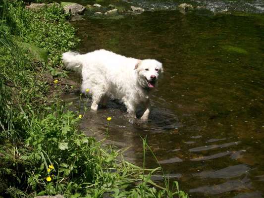 euer ältester Hund ?-Beitrag-Bild