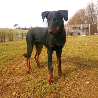 Seltene Rassen!-Beitrag-Bild