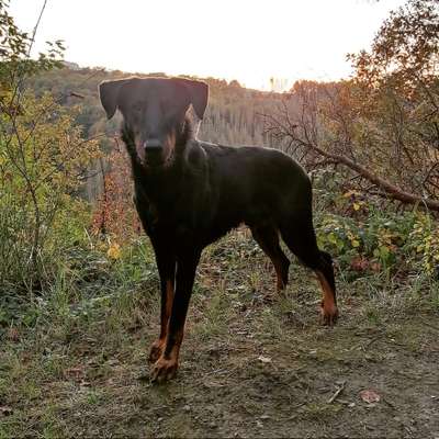 Zeigt her eure Kolosse!-Beitrag-Bild