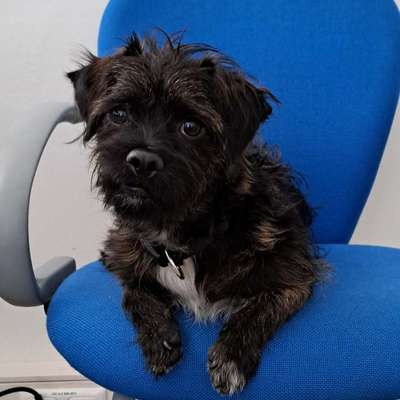 Hundetreffen-Gassirunde in Deisenhofen-Bild