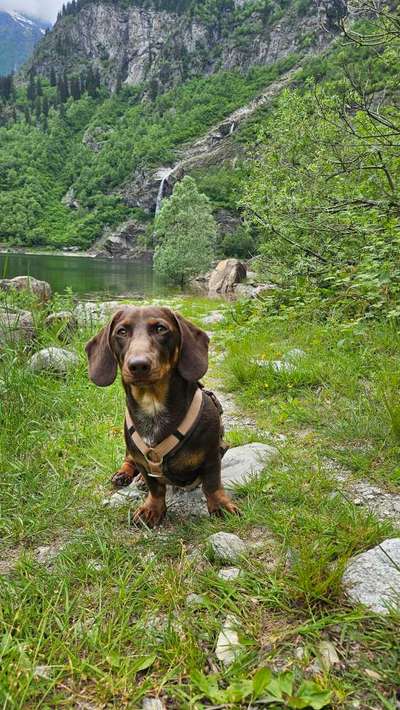 Hundetreffen-Spielfreund für schüchternen Dackel gesucht-Bild