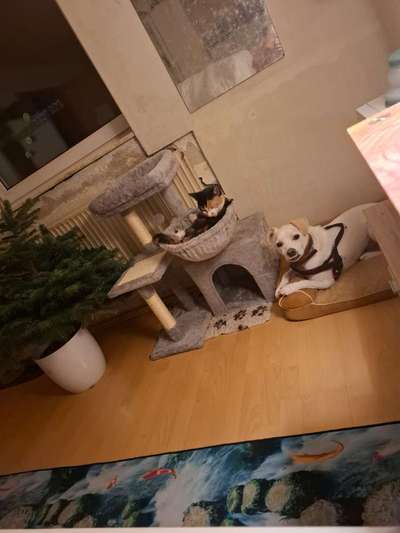 Hund beißt Metall-Beitrag-Bild