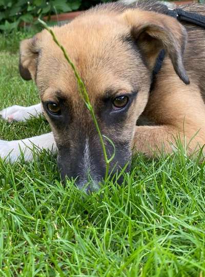 Tierschutzhunde suchen ein Zuhause-Beitrag-Bild