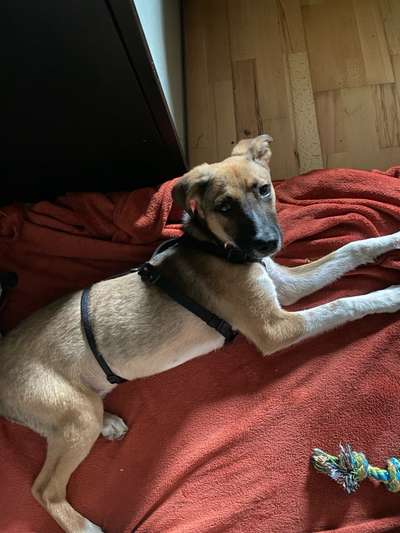 Tierschutzhunde suchen ein Zuhause-Beitrag-Bild