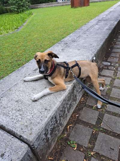 Tierschutzhunde suchen ein Zuhause-Beitrag-Bild