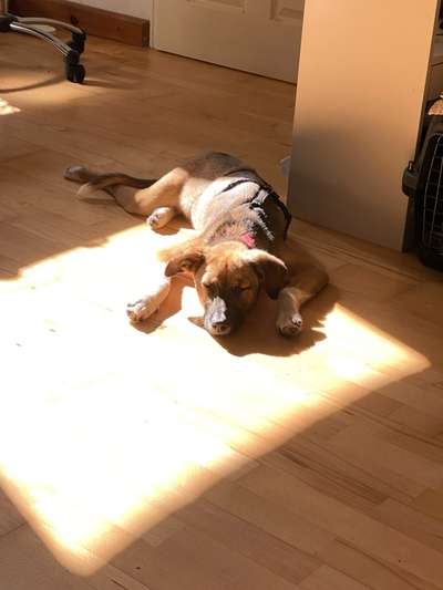 Tierschutzhunde suchen ein Zuhause-Beitrag-Bild