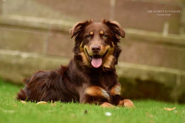 Hundetreffen-Gemeinsamer Spaziergang-Bild