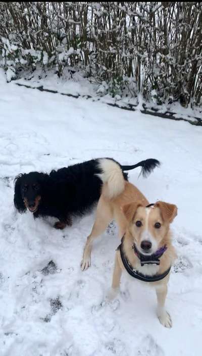 Dogorama Photo Challenge - Die besten Hundebuddys-Beitrag-Bild