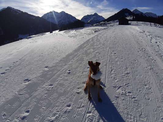 Hundetreffen-Dogdate im Kleinwalsertal-Bild