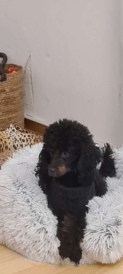 Pudel-Treffen-Beitrag-Bild