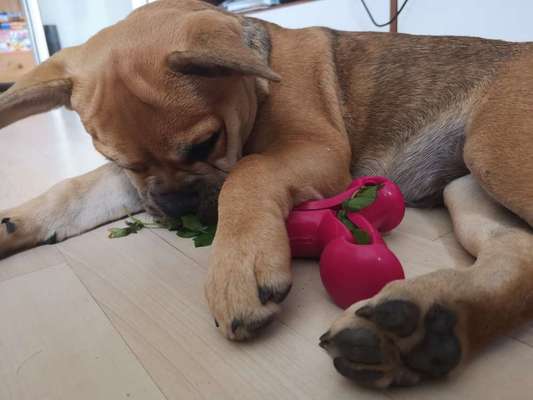 Welpen Bilder !-Beitrag-Bild