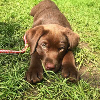 Dein Hund im Dogorama-Kalender 2021-Beitrag-Bild