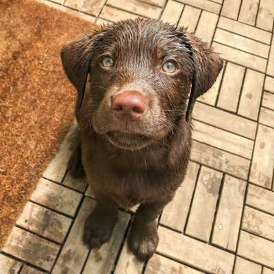 Dein Hund im Dogorama-Kalender 2021-Beitrag-Bild